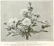 A. R. Goodwin rose photo