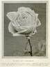 Alice Cory-Wright rose photo