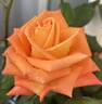 Caribbean ™ rose photo