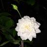 Marina Picasso rose photo