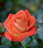 Burst of Joy ™ rose photo