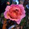 Princess Alexandra of Kent rose photo