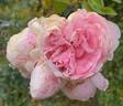 Reminiscent Pink ™ rose photo