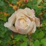 Belinda's Blush™ rose photo