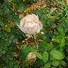 Belinda's Blush™ rose photo