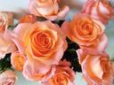 Coral Reef rose photo