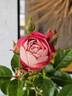 Acropolis ® rose photo