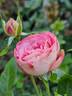 Acropolis ® rose photo