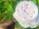 Blush rugosa rose photo