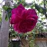 Young Lycidas rose photo