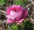 Claudio Monteverdi rose photo