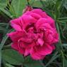 Georges Bizet rose photo