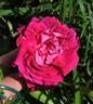 Georges Bizet rose photo