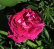 Georges Bizet rose photo