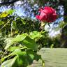Ruban Rouge rose photo