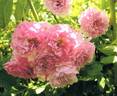 Guillaume d'Amiens rose photo