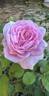 Rockwall Sesquicentennial rose photo