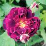 Guillaume de Machaut rose photo