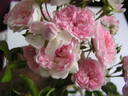 Guirauda de Caraman rose photo