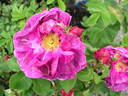 Guyonne de Rieux rose photo