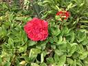 Geranium Red rose photo