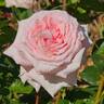 Pink O'Hara ™ rose photo
