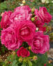 BOUderst rose photo