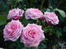 Rosa De Kring rose photo