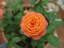 Busy Bee ™ rose photo