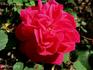 Elise Masson rose photo