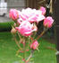 Everblooming Cl. Cecile Brunner rose photo