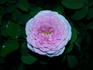 Serenissima rose photo