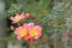 Rachel Bowes Lyon rose photo