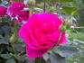Mercedes Gallart rose photo