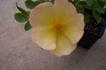 Engelmann's Quest rose photo