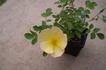 Engelmann's Quest rose photo