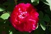 Mrs. Baker rose photo