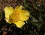 The Poet rose photo