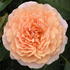 Sammy rose photo