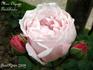 Madame Olympe Térestchenko rose photo