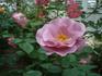 Tasogare rose photo