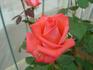 Bushu rose photo