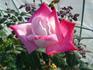 Hatsukari rose photo