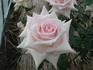 Stream rose photo