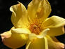Chester rose photo