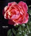 Daddy's Girls rose photo