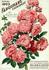 Farquhar rose photo
