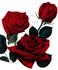 New Yorker rose photo