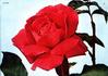 Altesse rose photo