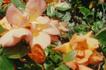 Ruth Alexander rose photo